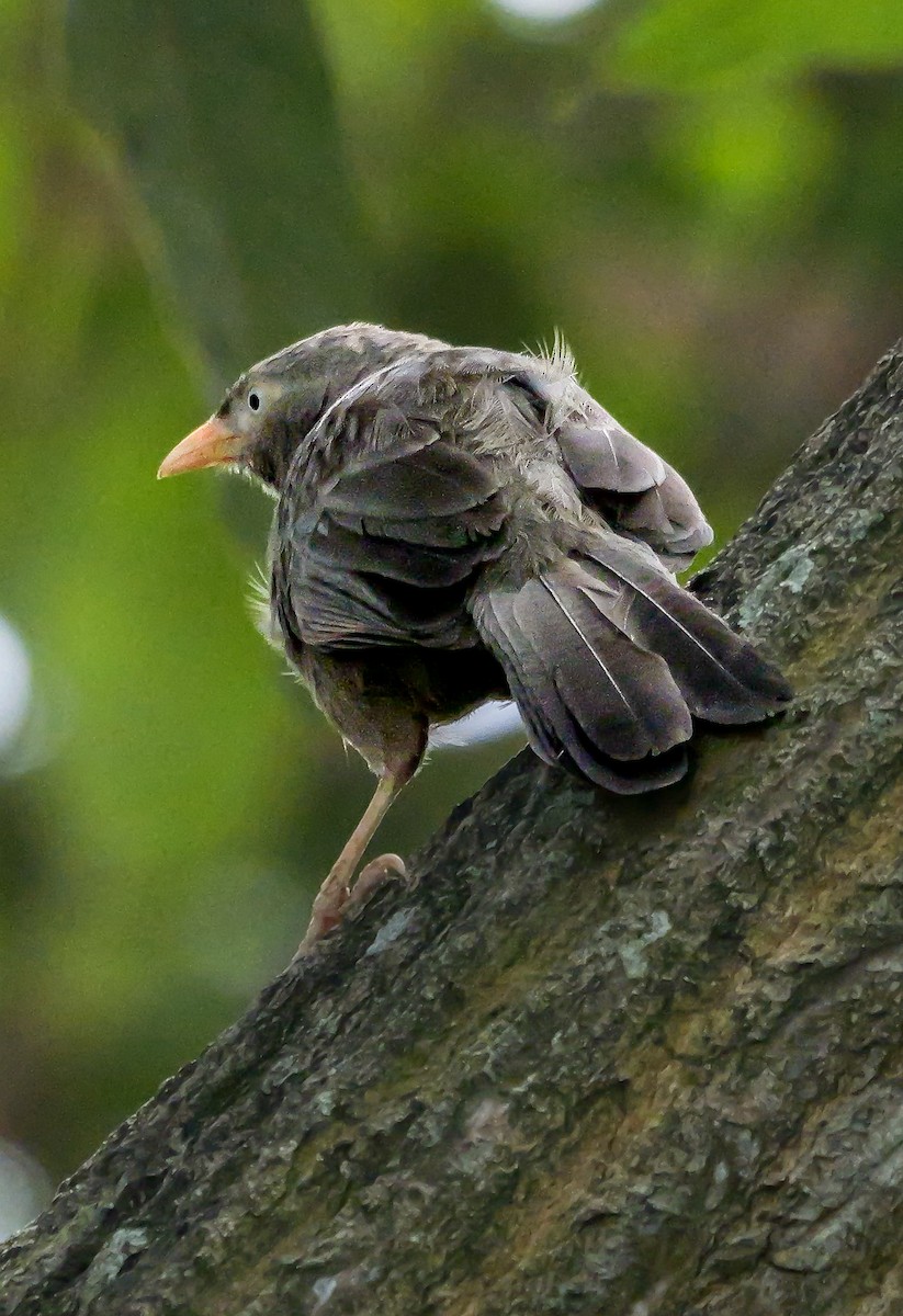 Yellow-billed Babbler - ML646884808