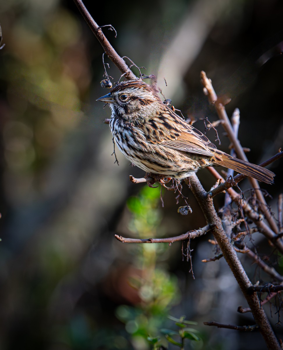 Певчая овсянка - ML646884810