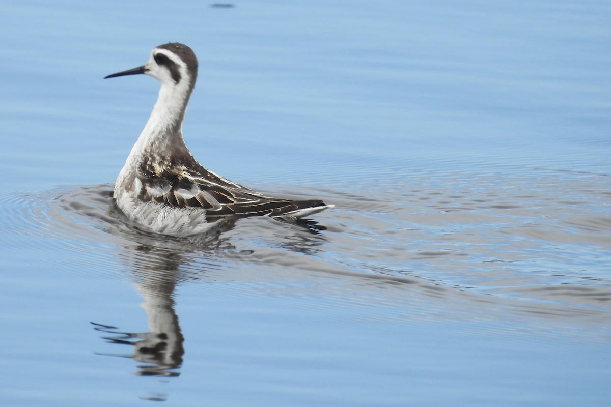 Red-necked Phalarope - ML646884812