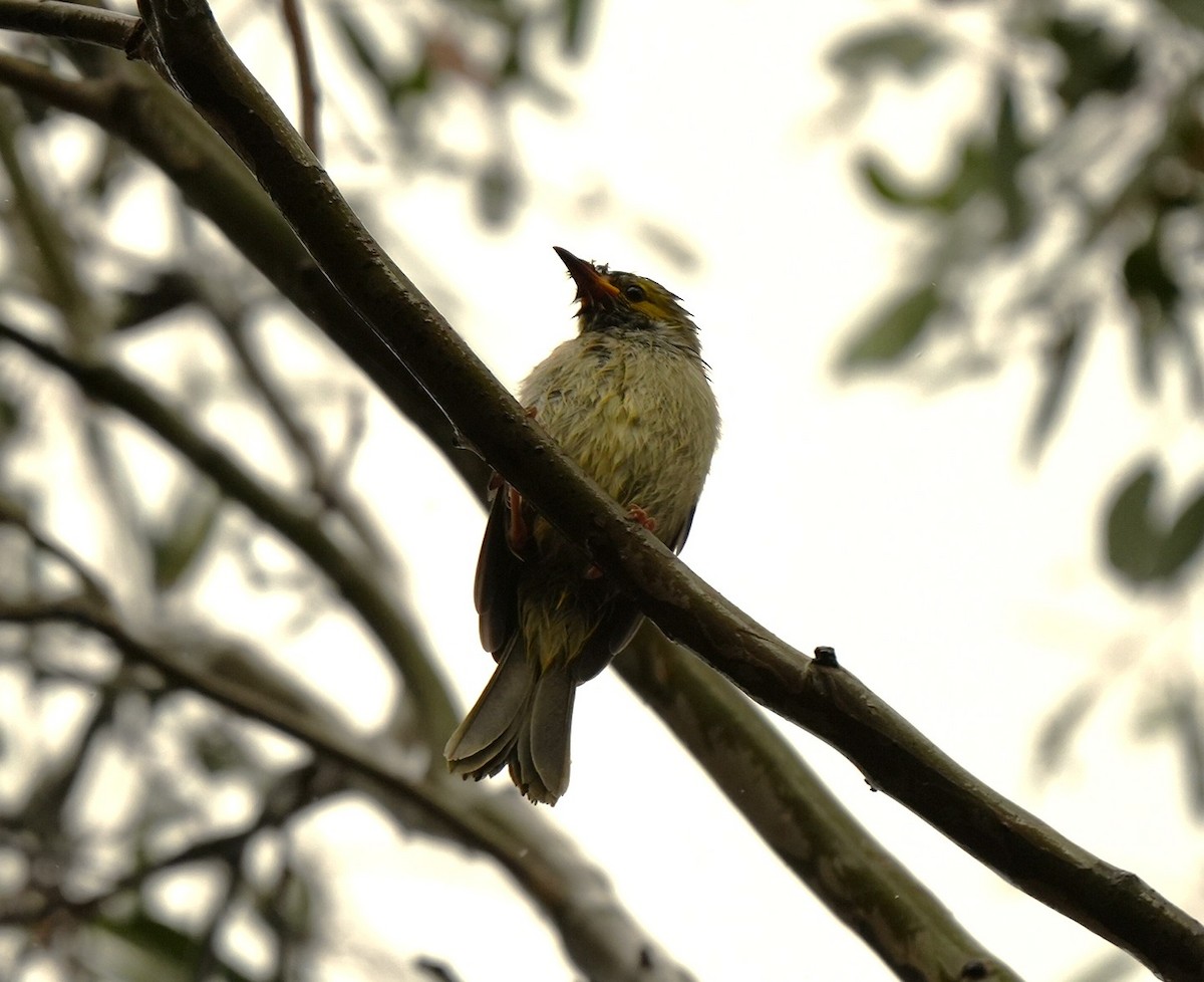 hvitsmykkehonningeter - ML646884813