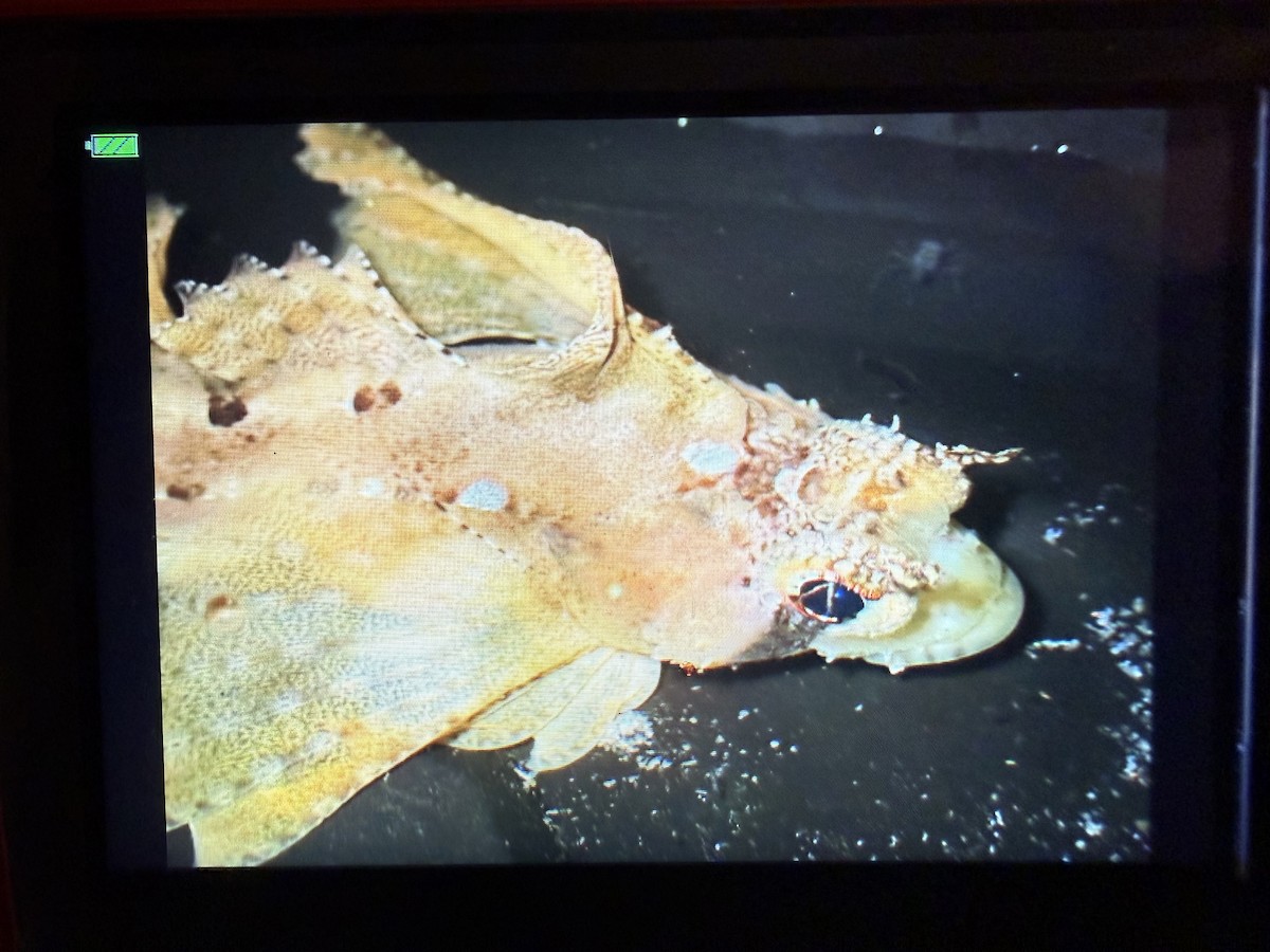 Sailfin Sculpin - ML646884814