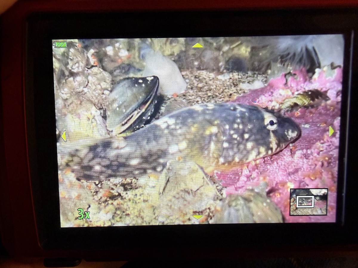 Northern Clingfish - ML646884816