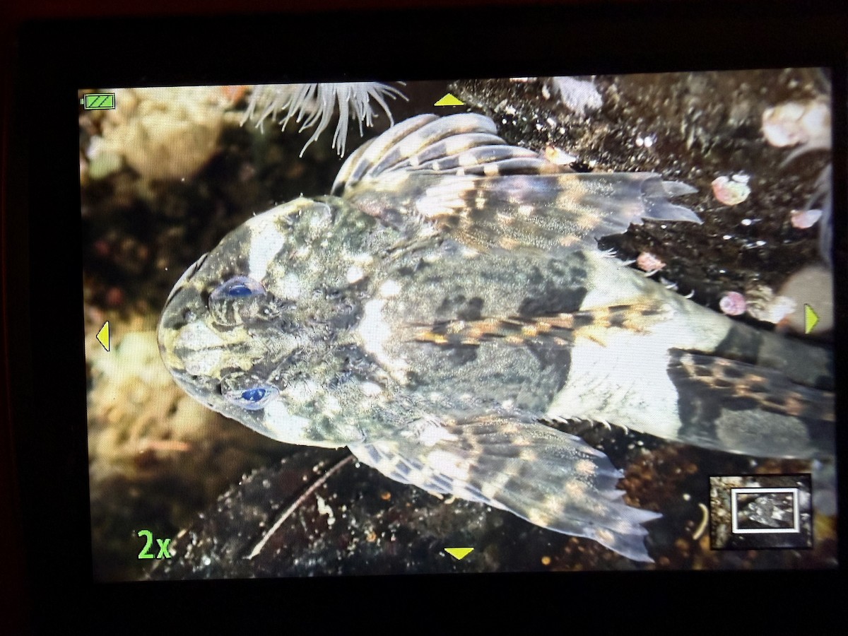 Mosshead Sculpin - ML646884817