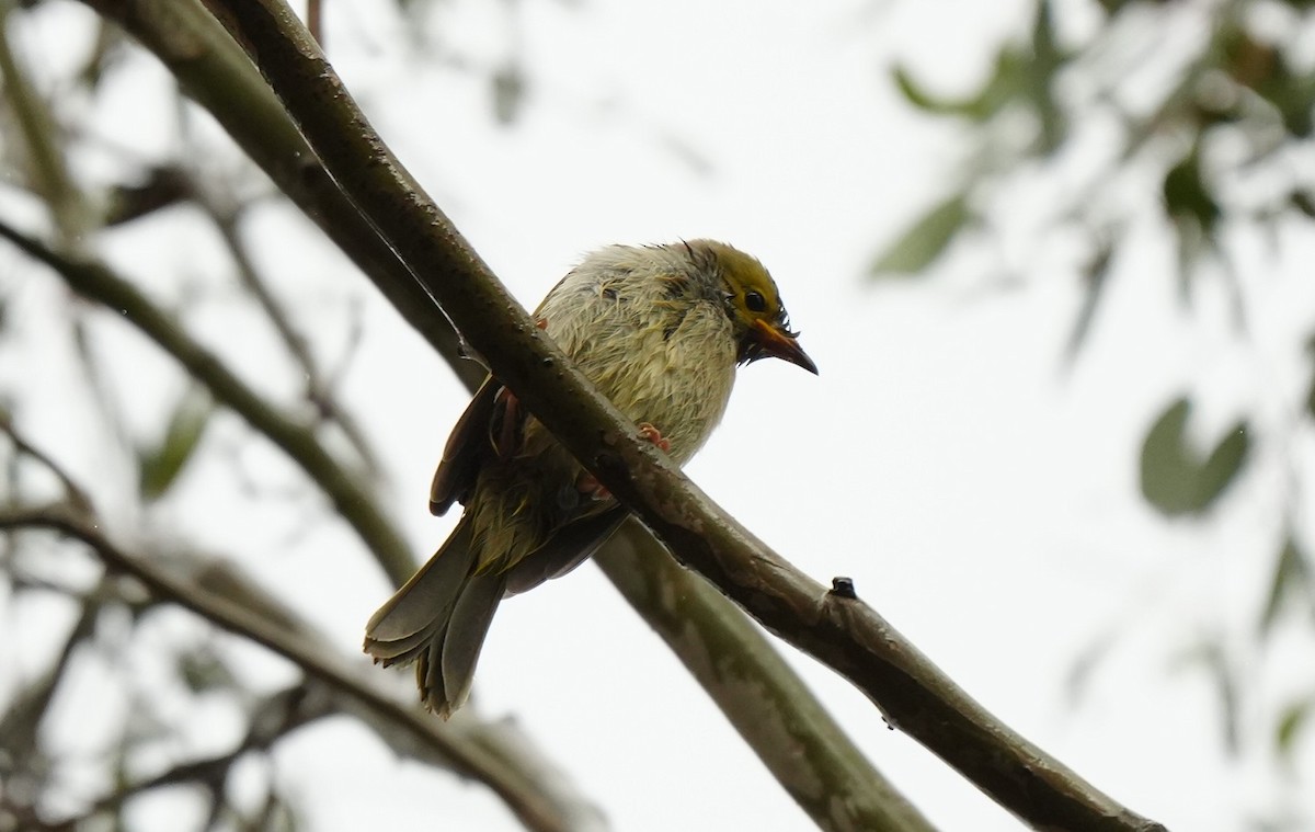 hvitsmykkehonningeter - ML646884819