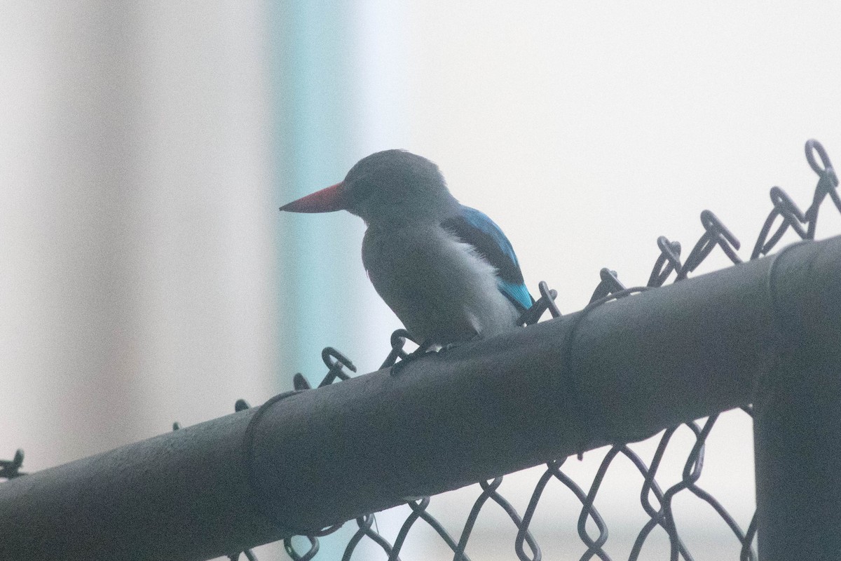 Woodland Kingfisher - ML646884821