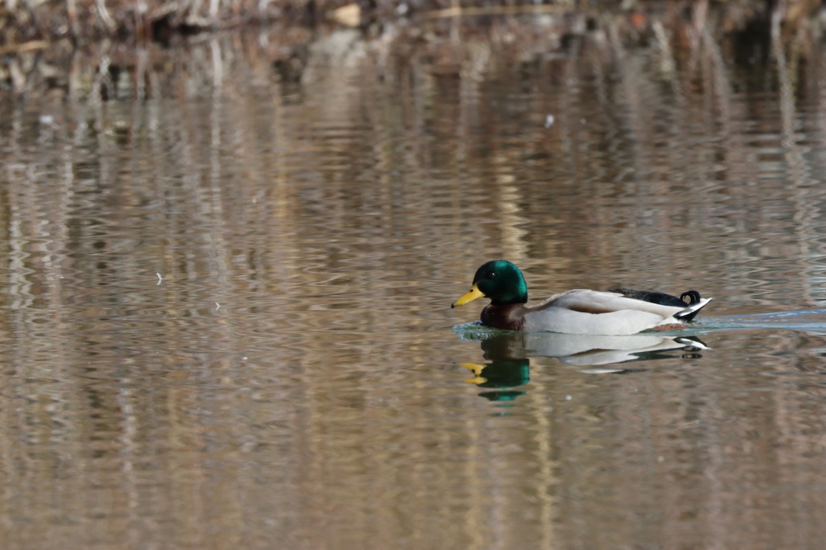 Mallard - ML646884824