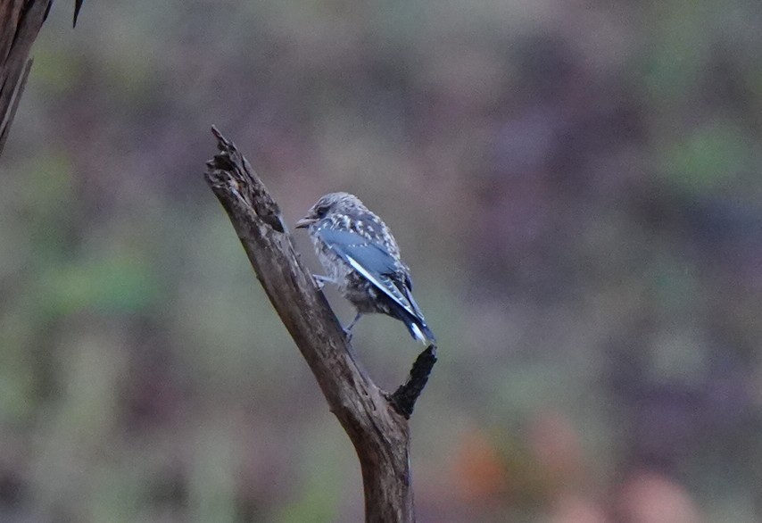 Dusky Woodswallow - ML646884825