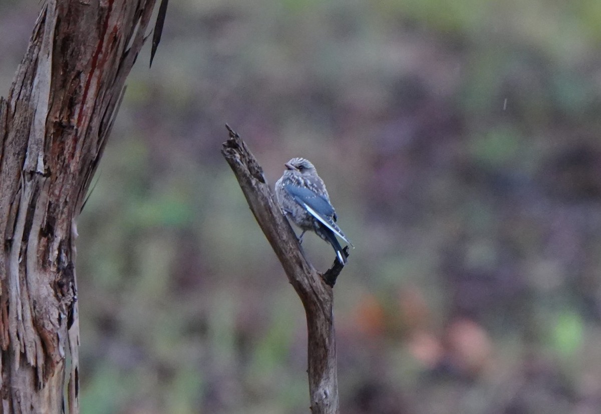 Dusky Woodswallow - ML646884826