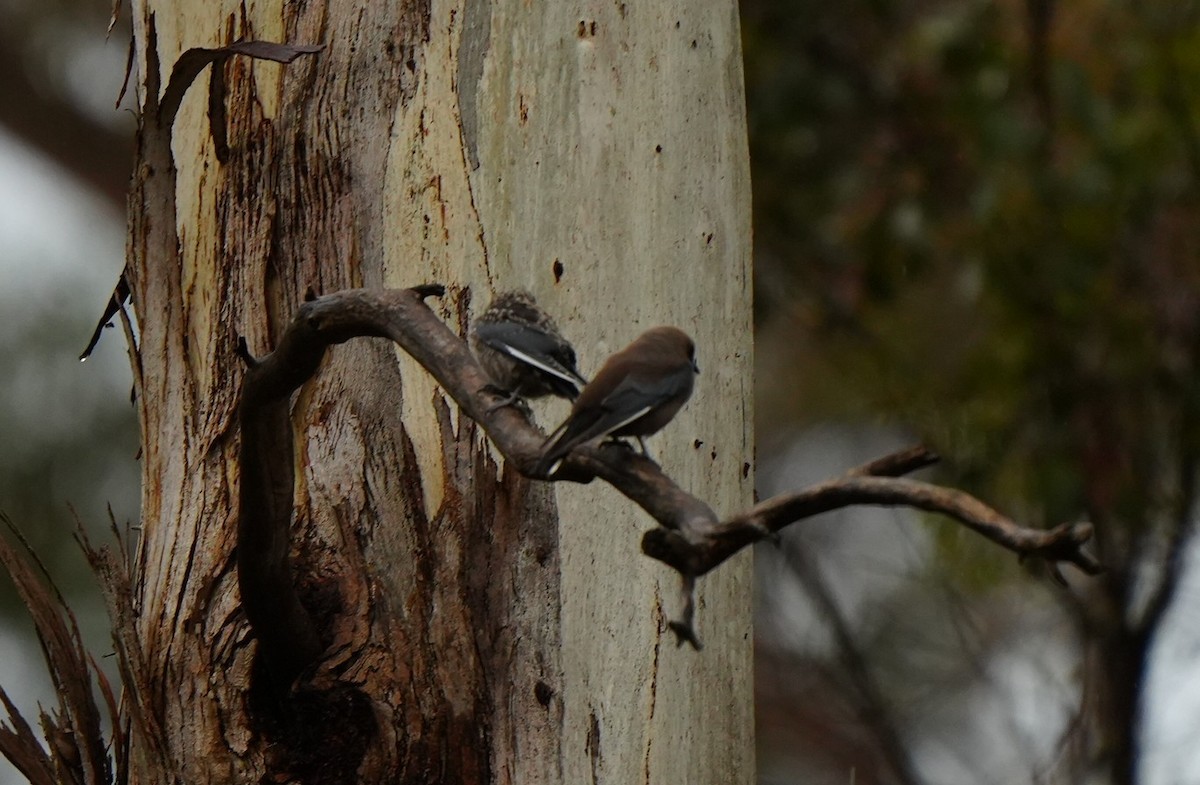 Dusky Woodswallow - ML646884827