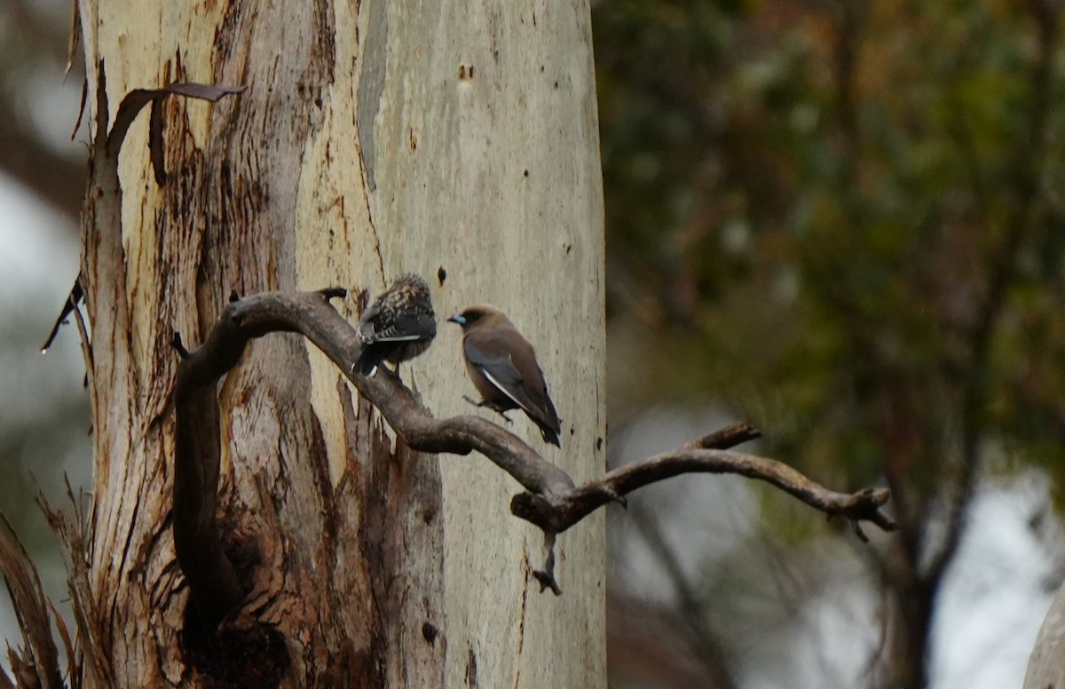 Dusky Woodswallow - ML646884828
