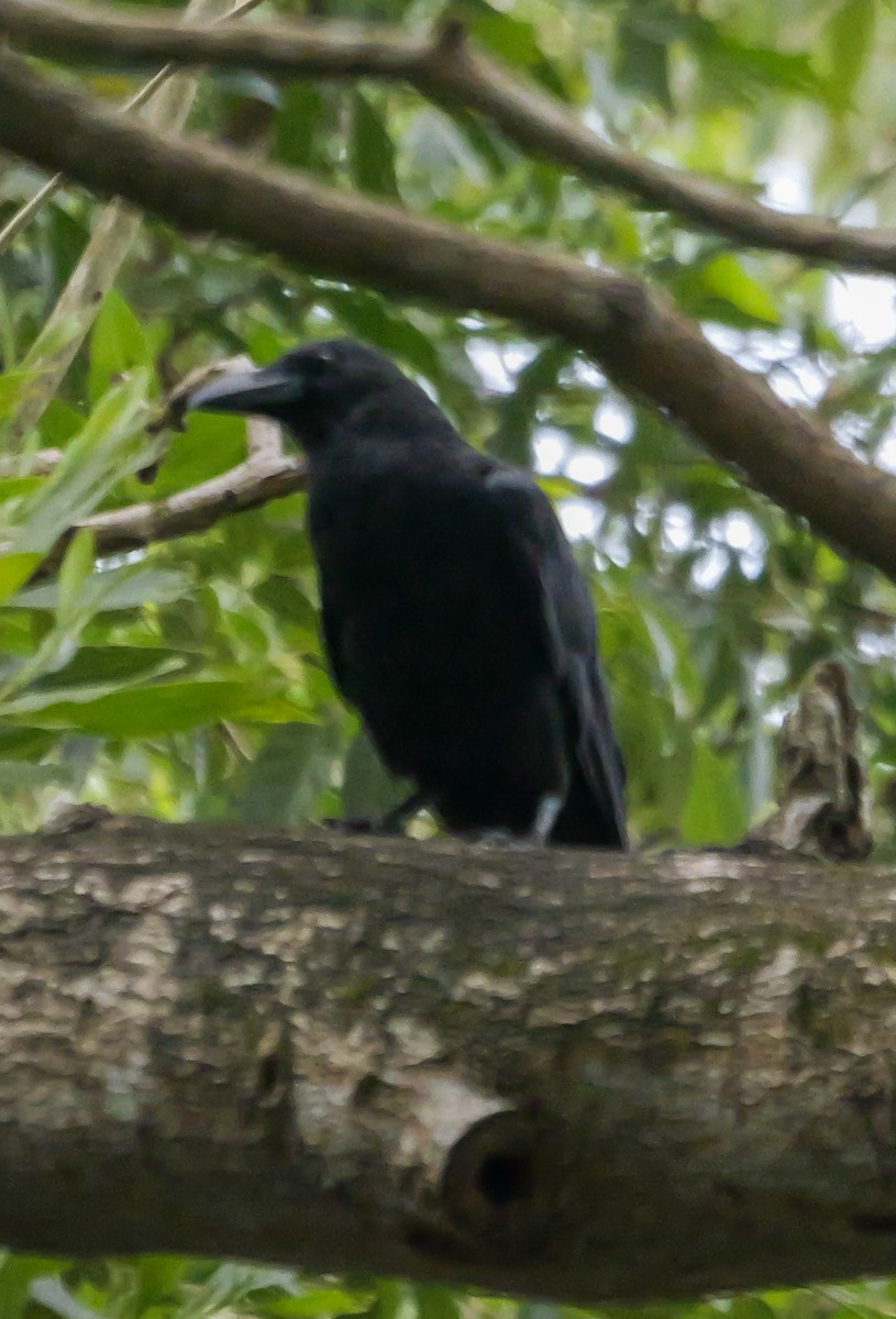 Large-billed Crow - ML646884829
