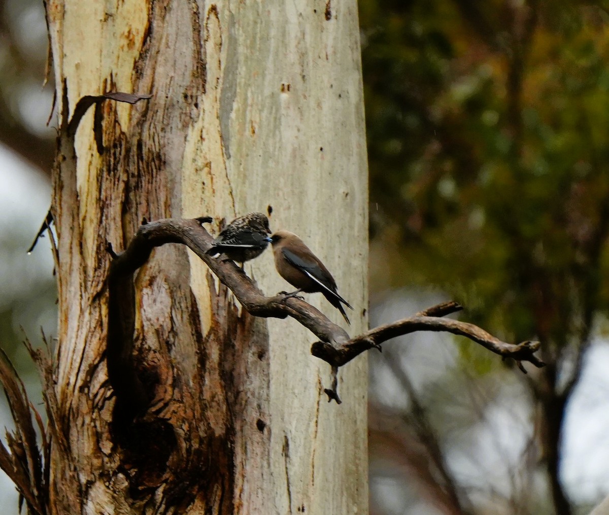 Dusky Woodswallow - ML646884830