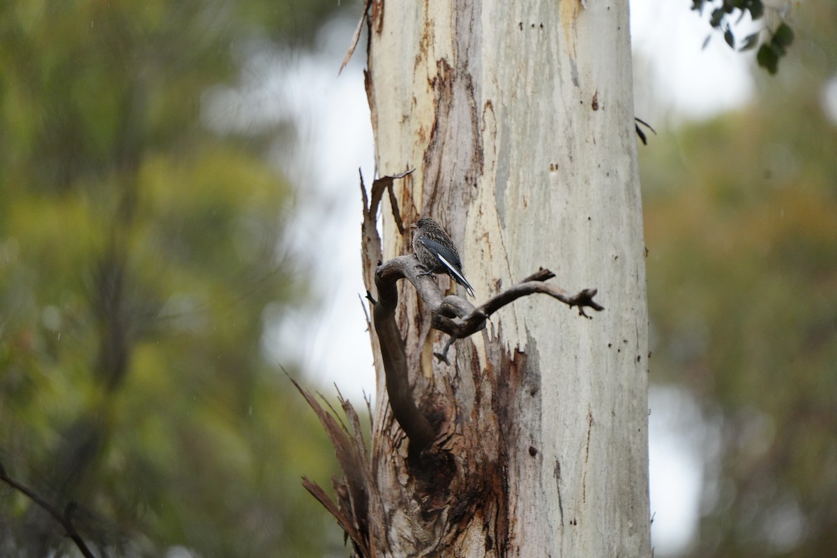 Dusky Woodswallow - ML646884831