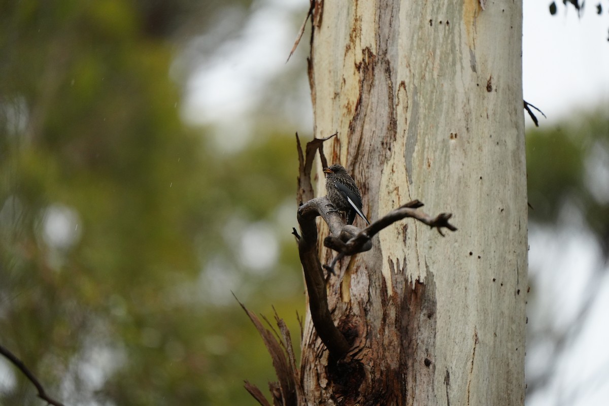 Dusky Woodswallow - ML646884832
