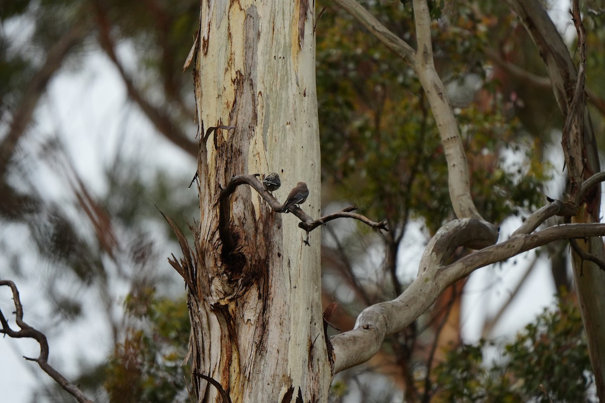 Dusky Woodswallow - ML646884833