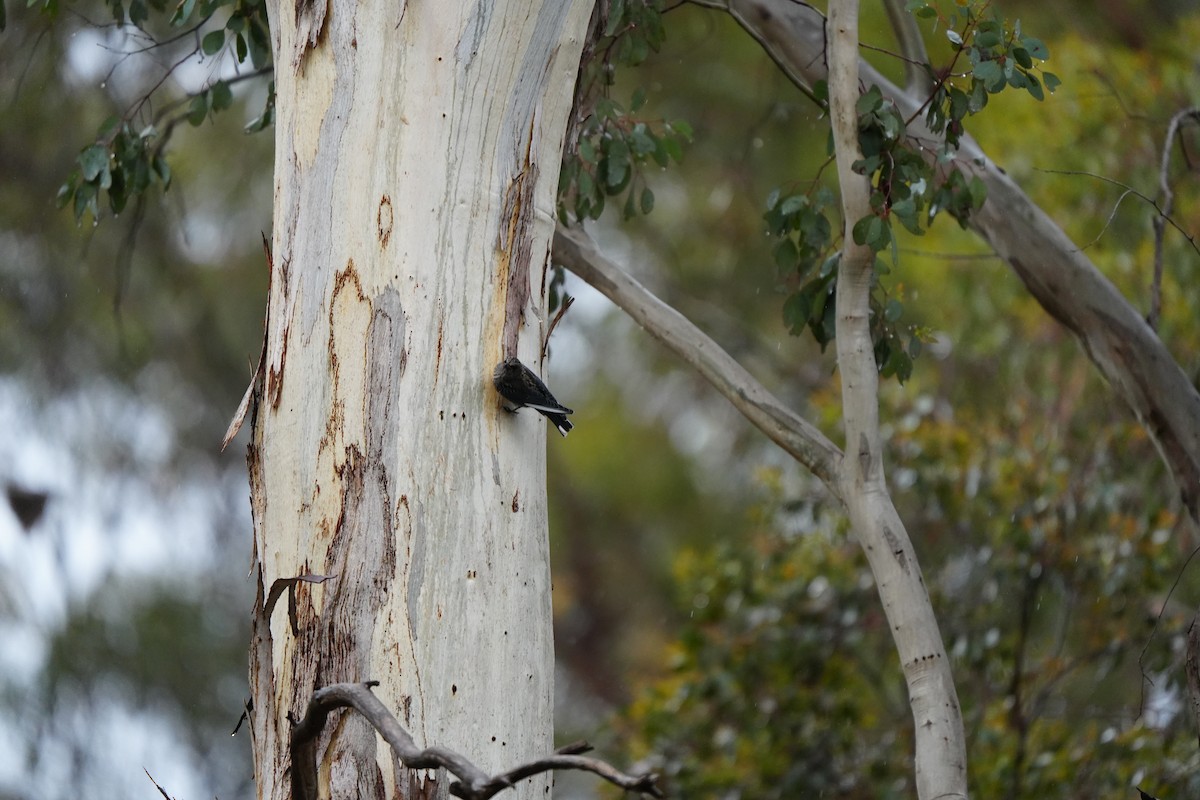Dusky Woodswallow - ML646884834