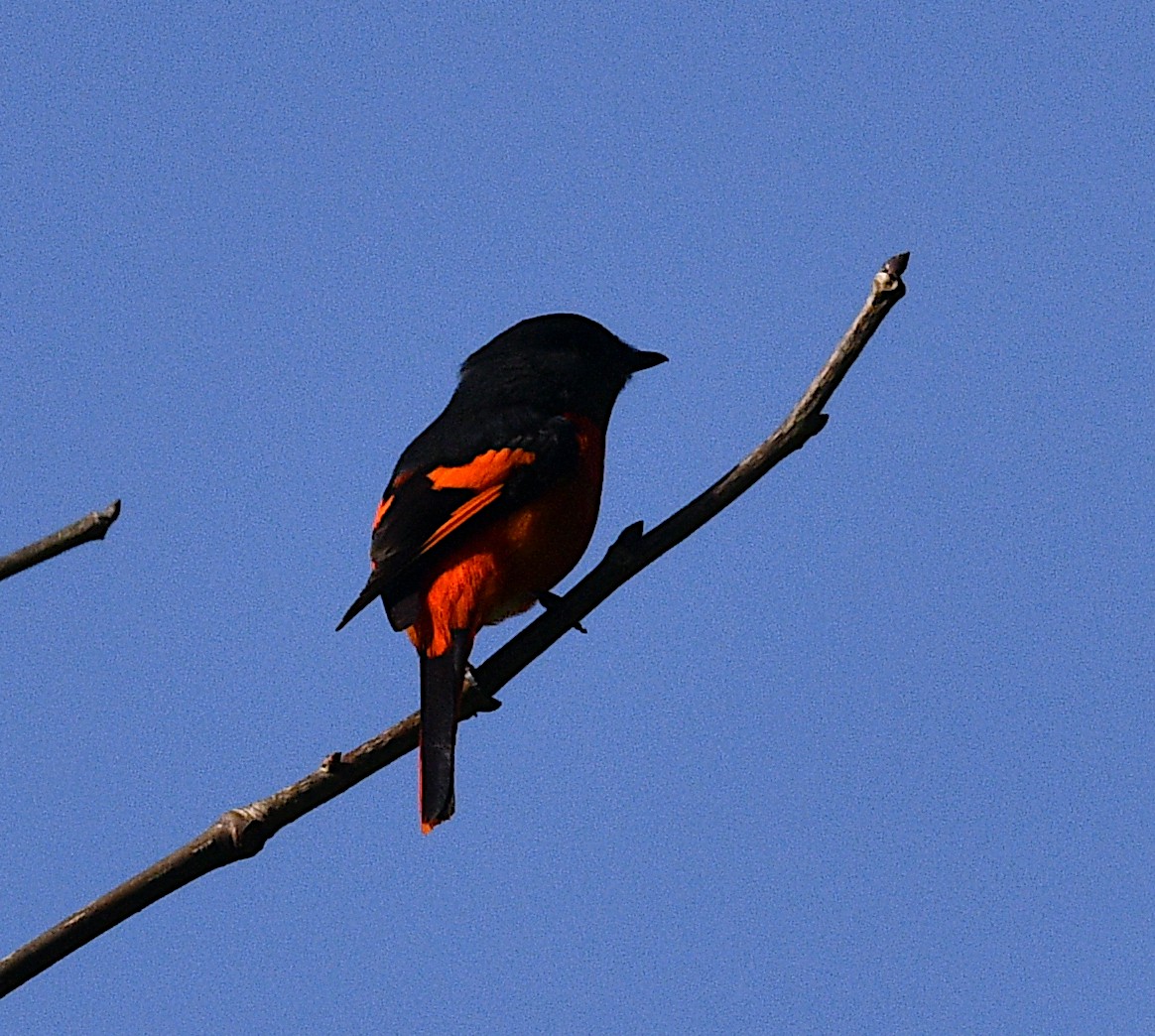 Short-billed Minivet - ML646884835
