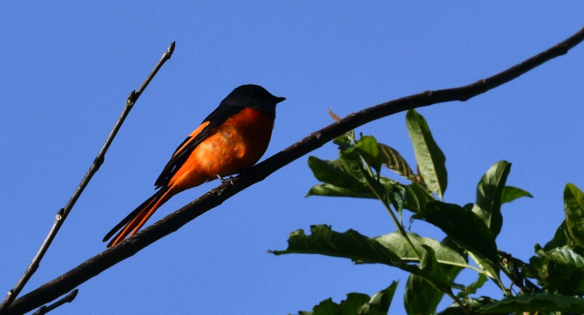 Short-billed Minivet - ML646884836