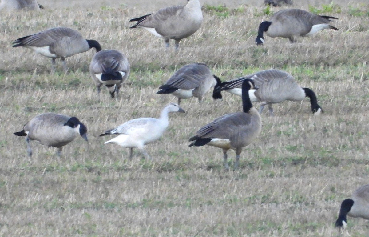 Snow Goose - ML646884837