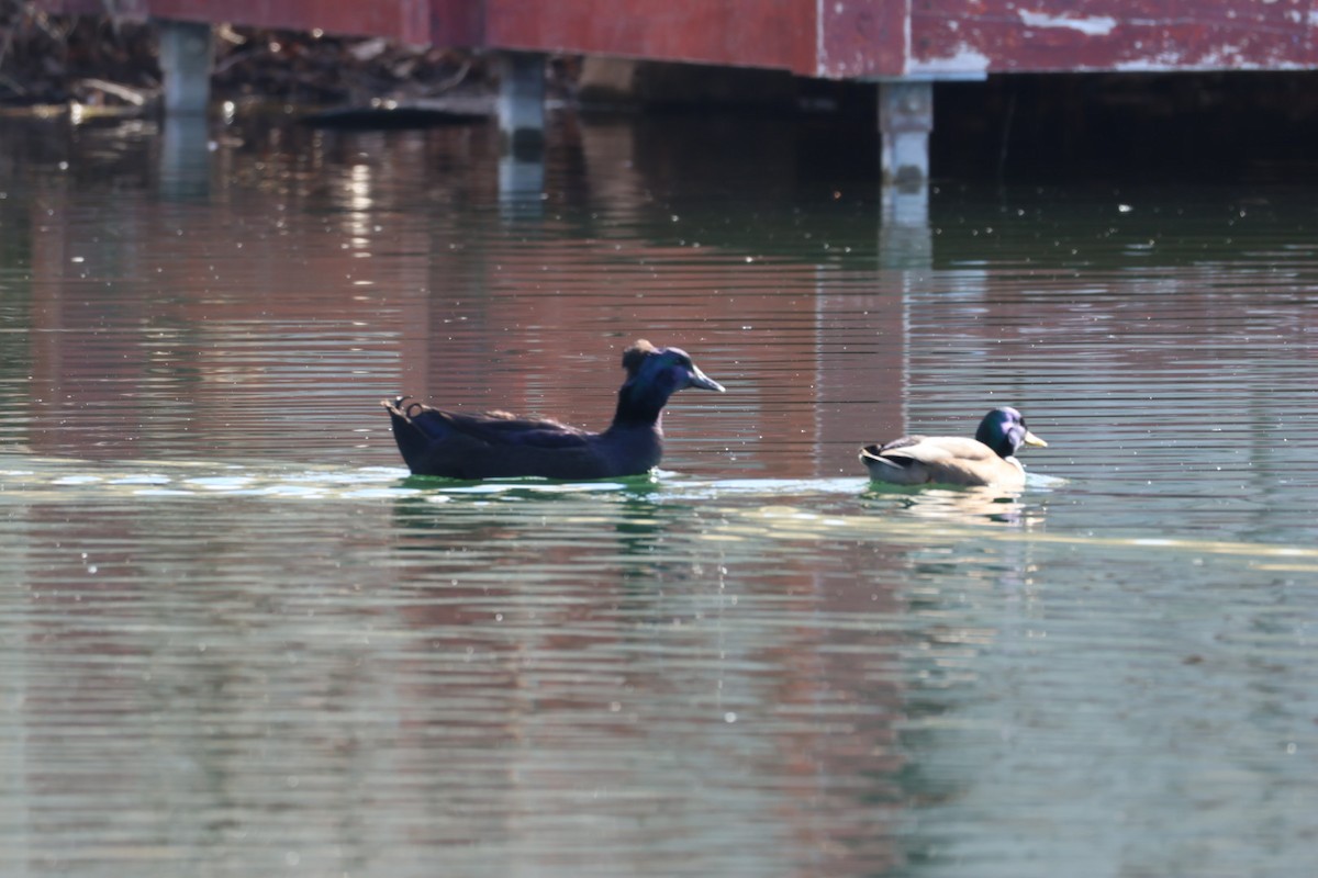 Mallard (Domestic type) - ML646884838