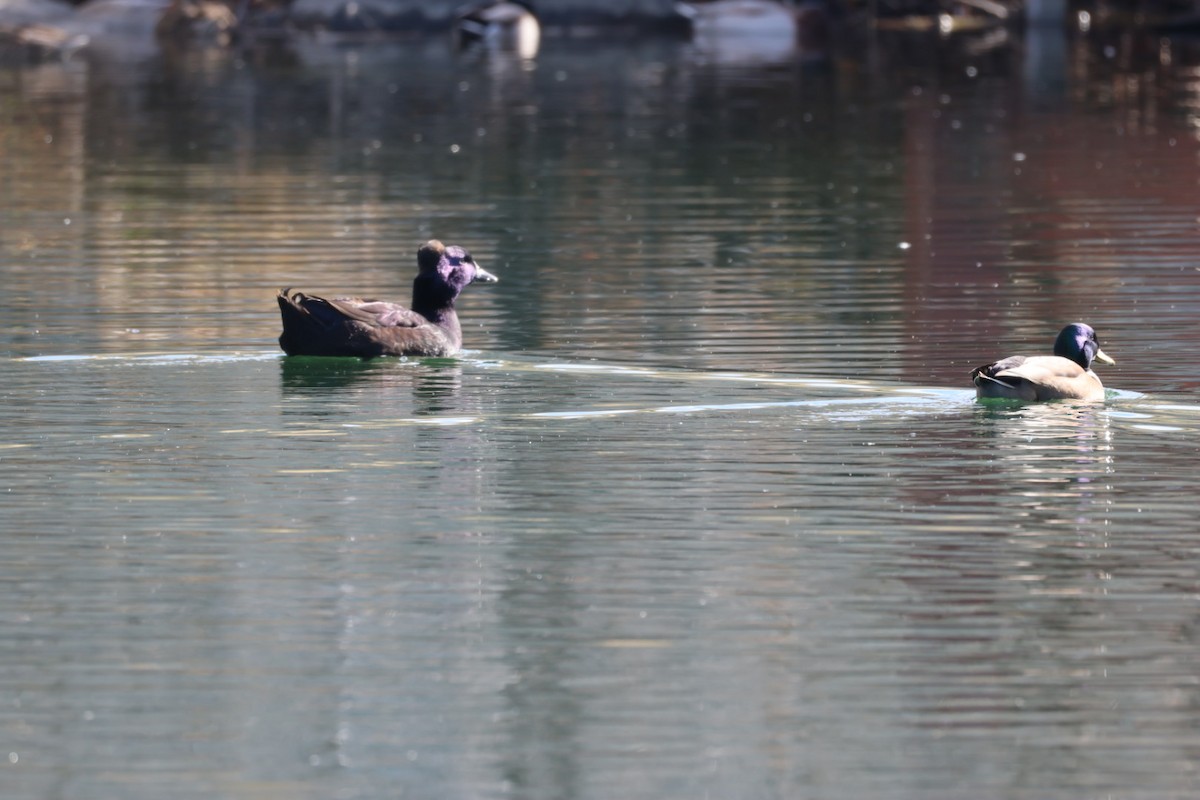 Mallard (Domestic type) - ML646884839