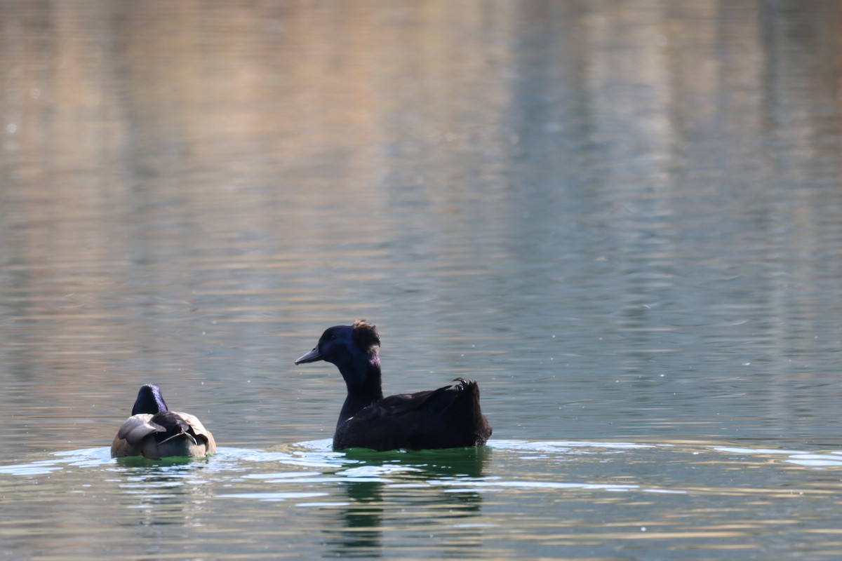 Mallard (Domestic type) - ML646884840