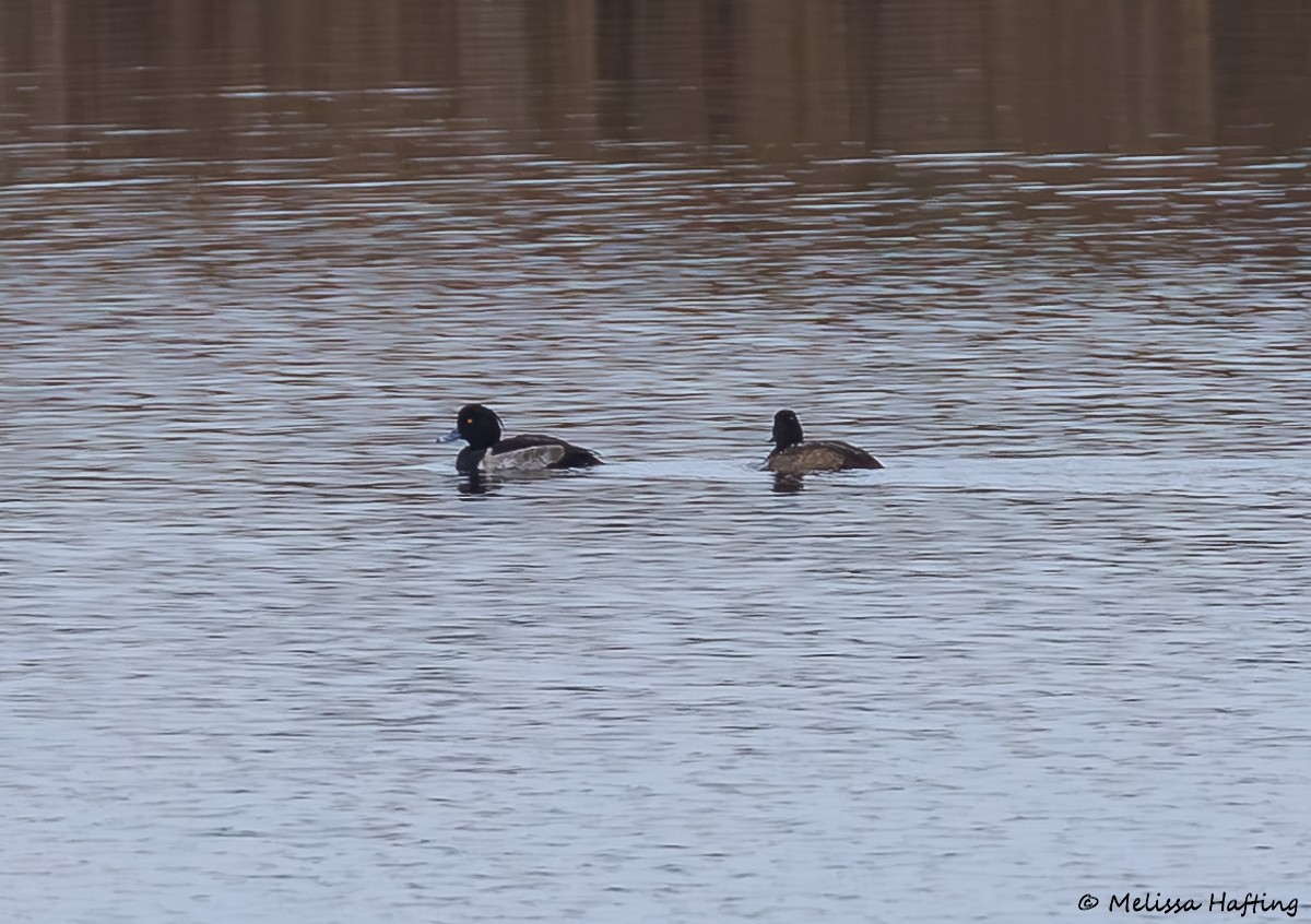 Tufted Duck - ML646884841