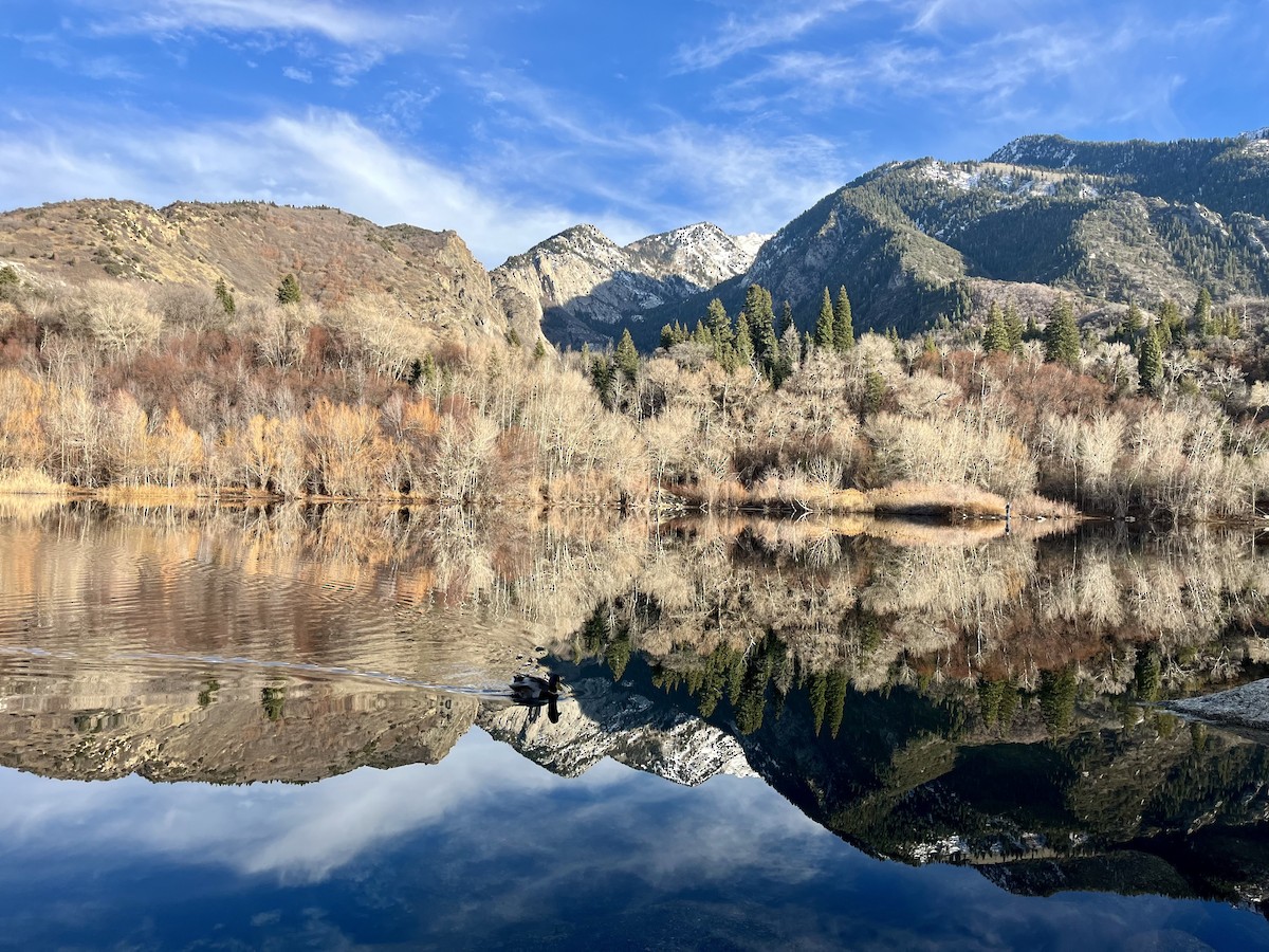 Mallard - ML646884842