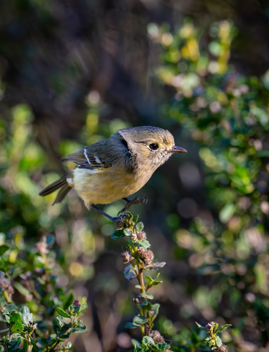 Hutton's Vireo - ML646884843