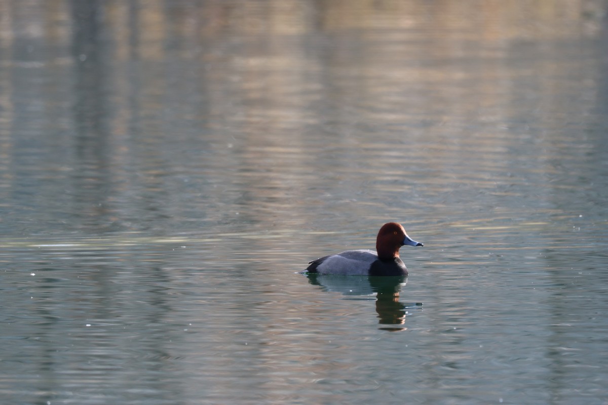 Redhead - ML646884844