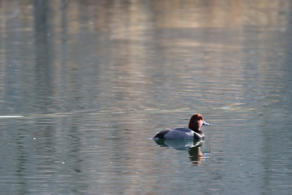 Redhead - ML646884845