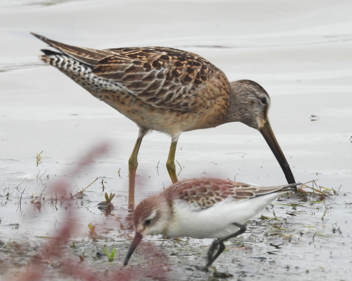 Western Sandpiper - ML646884846