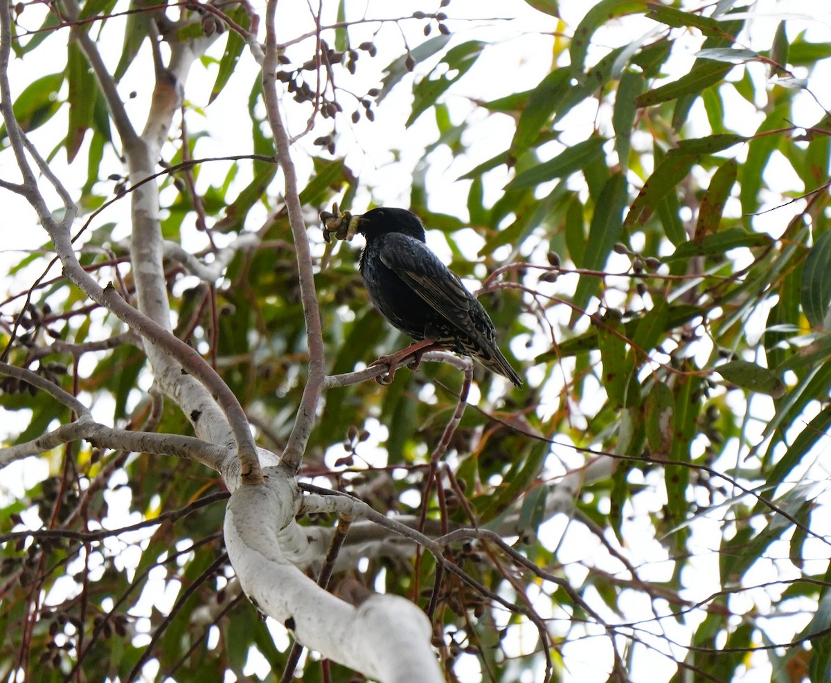 European Starling - ML646884847