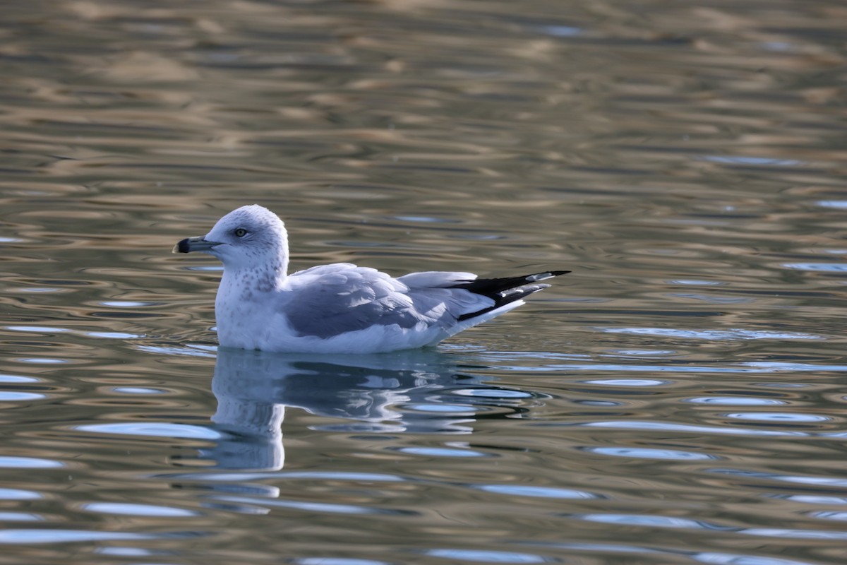 Ring-billed Gull - ML646884850