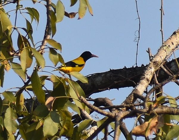 žluva černokápá - ML646884851