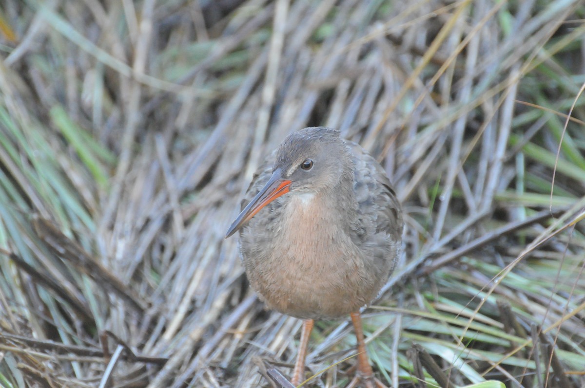 Ridgway's Rail (San Francisco Bay) - ML646884852