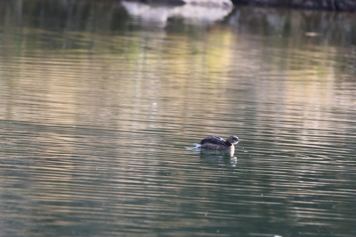 Pied-billed Grebe - ML646884854
