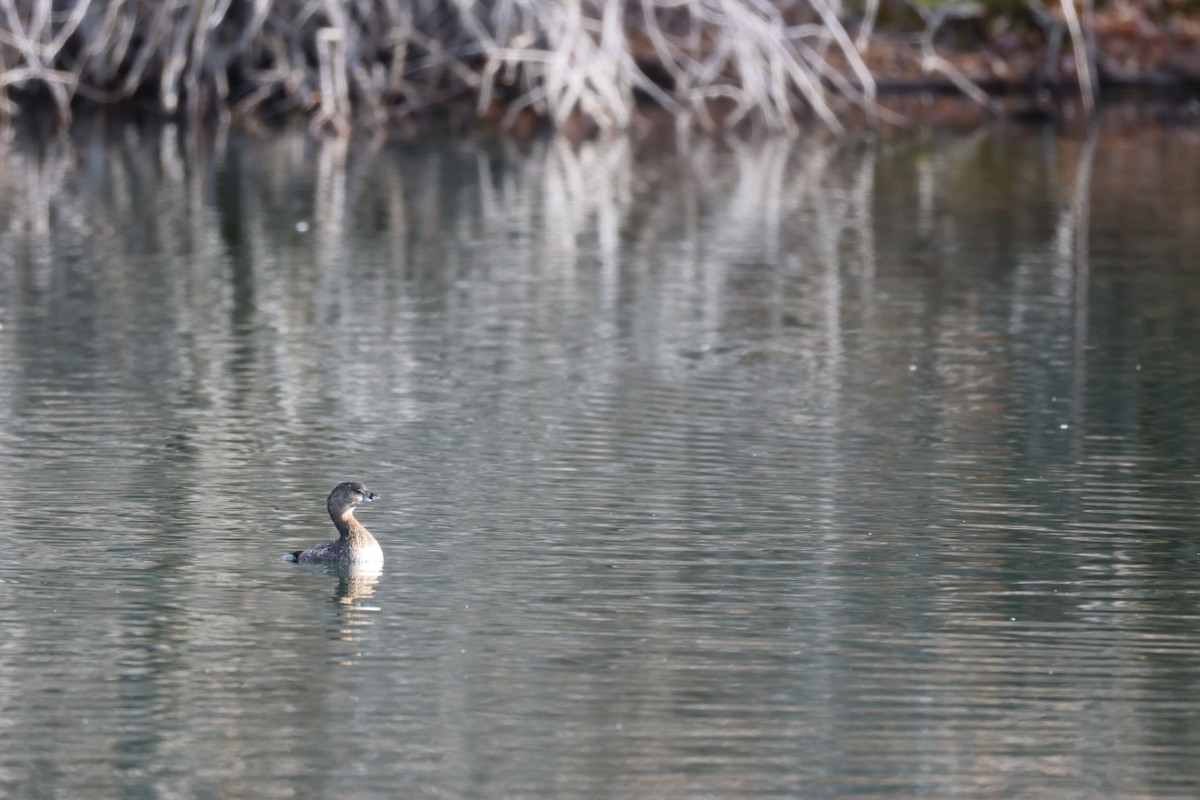 Pied-billed Grebe - ML646884855