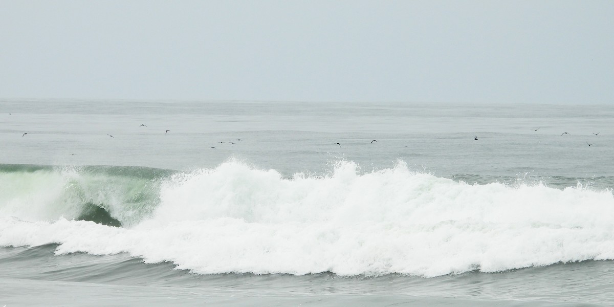 Sooty Shearwater - ML646884856