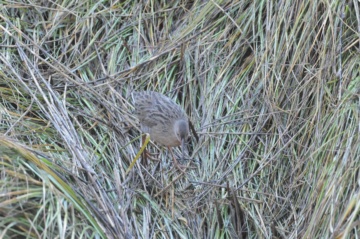 Ridgway's Rail (San Francisco Bay) - ML646884863