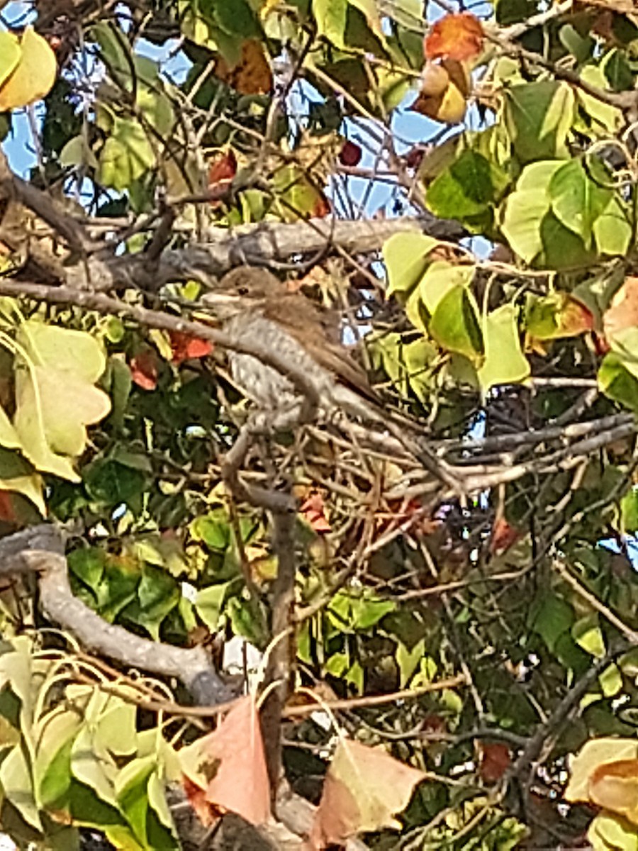 セアカモズ - ML646884865