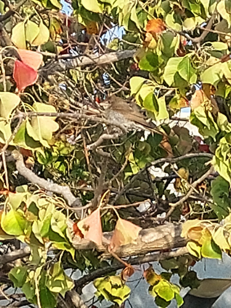 セアカモズ - ML646884866