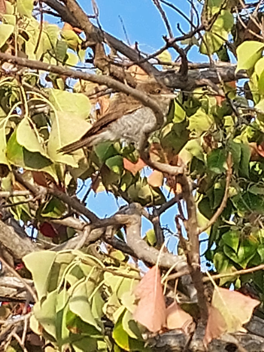 セアカモズ - ML646884867