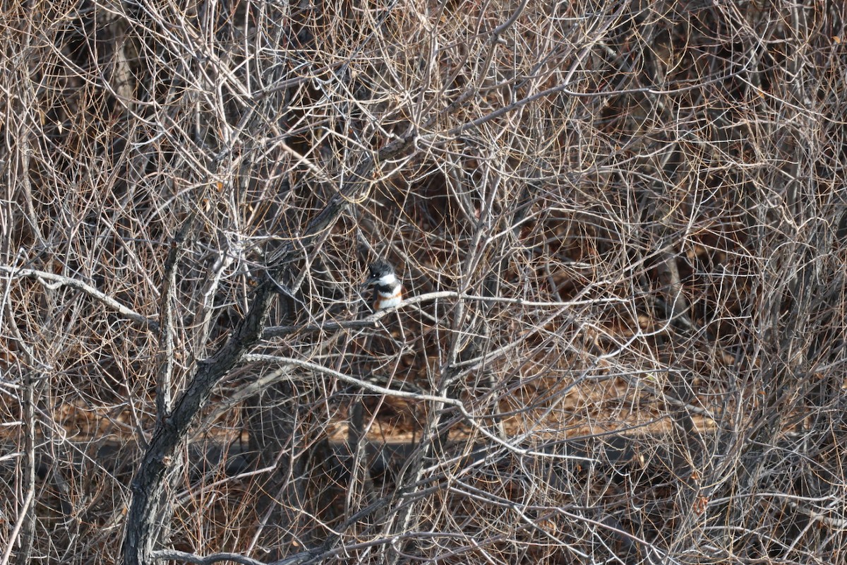 rybařík pruhoprsý - ML646884871