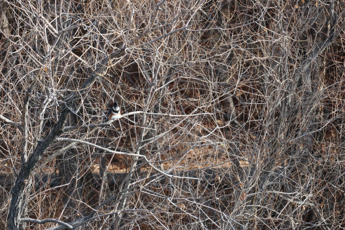 rybařík pruhoprsý - ML646884872