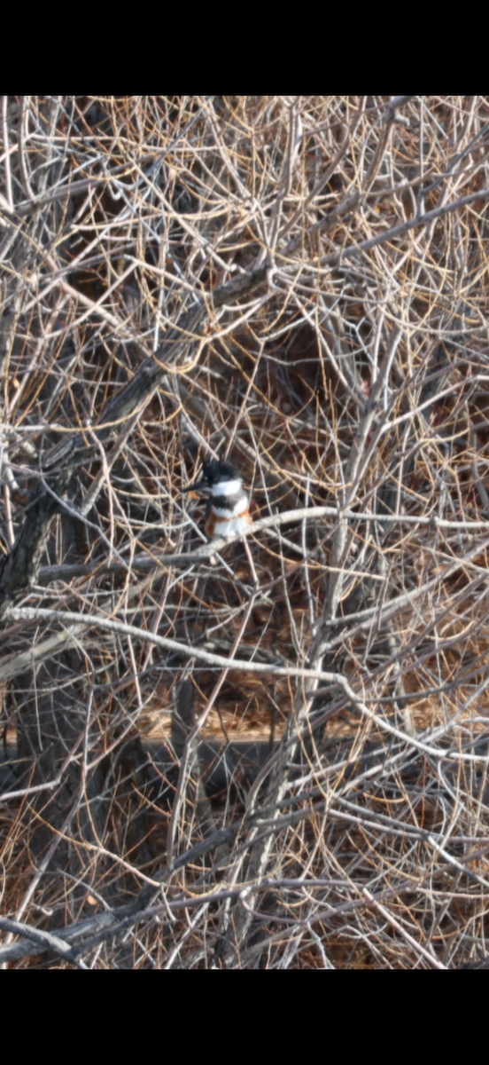 rybařík pruhoprsý - ML646884873