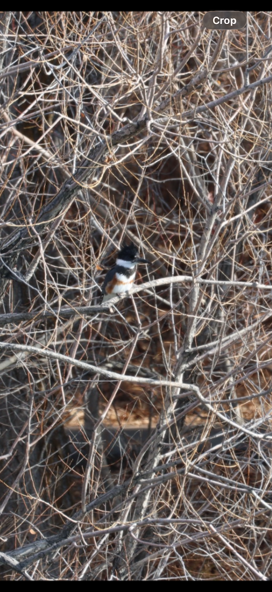 rybařík pruhoprsý - ML646884874