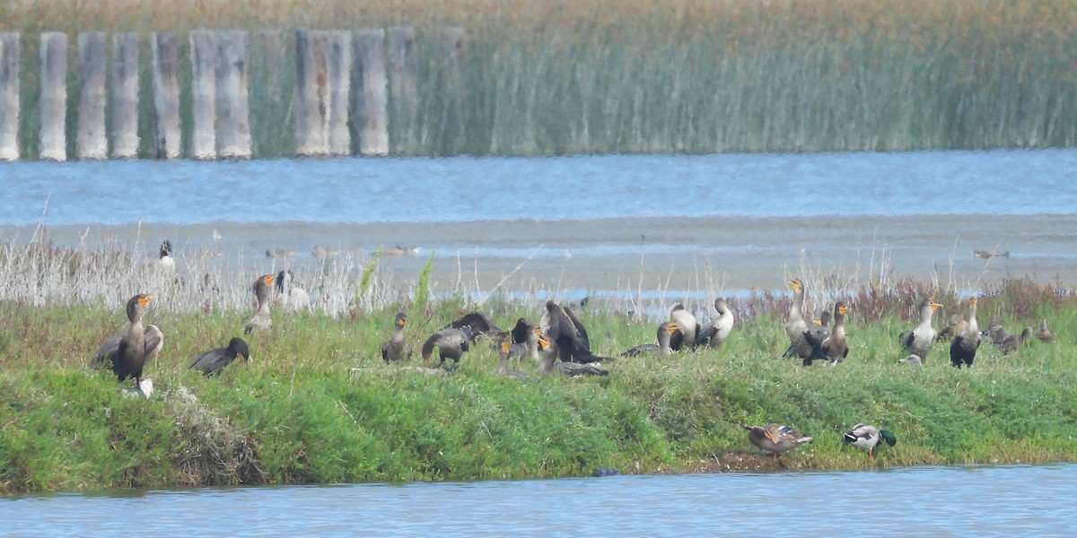Double-crested Cormorant - ML646884875