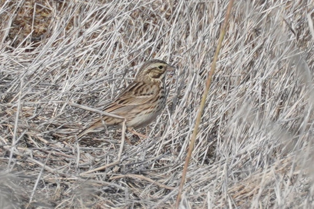 Savannah Sparrow (Belding's) - ML646884878