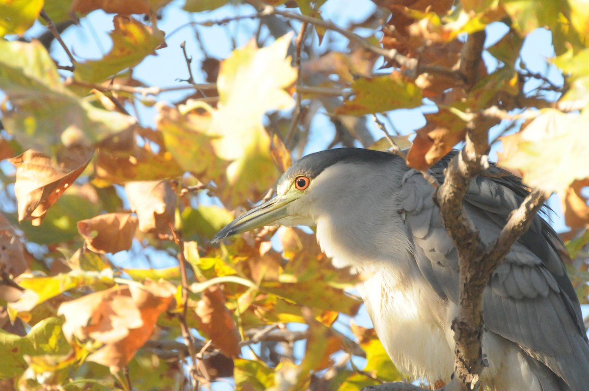 Black-crowned Night Heron (American) - ML646884884